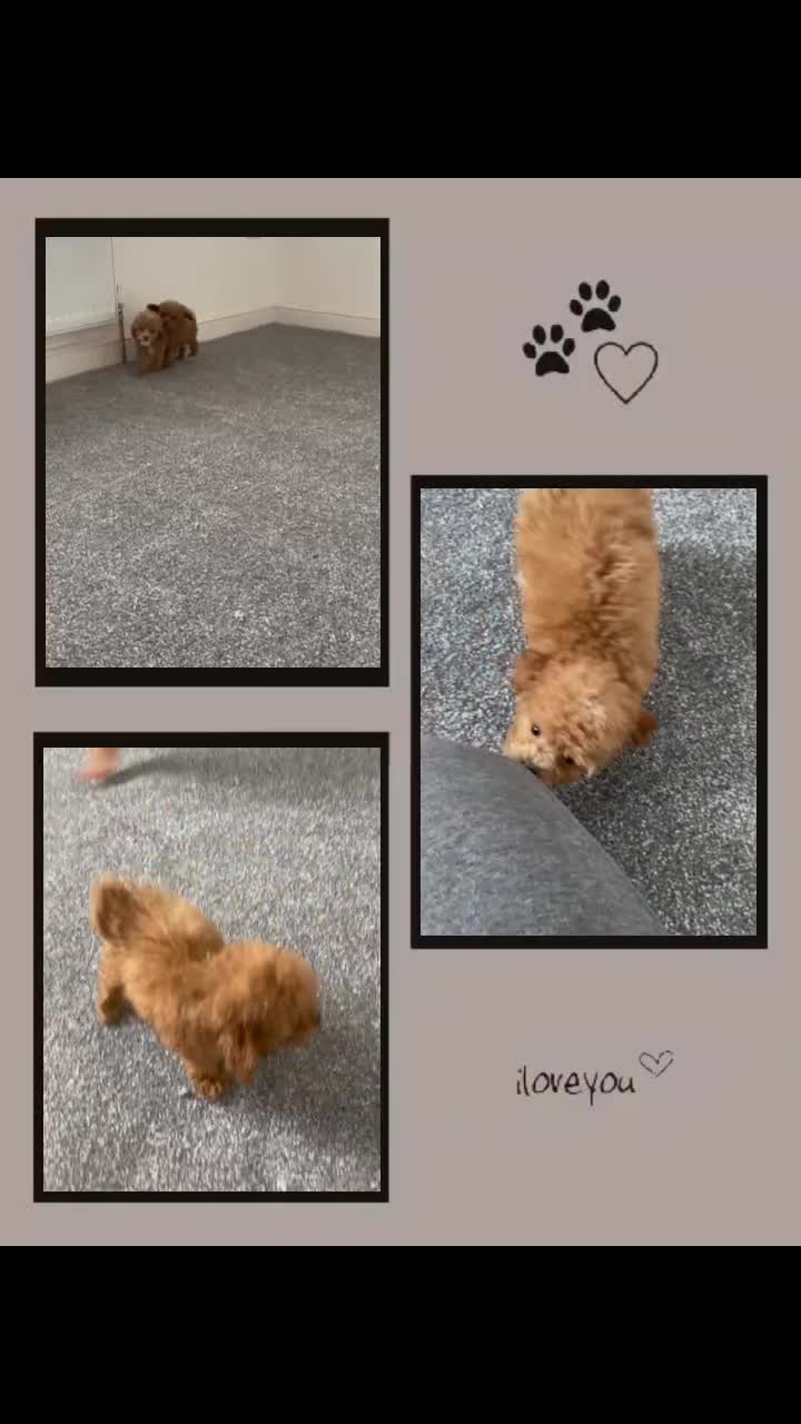 Cavapoo dogs for sale: Beautiful Cavapoo Puppies – Ready for Loving Homes - Video 1