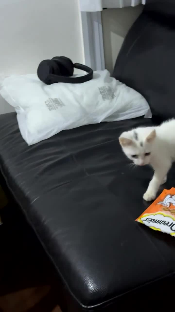 Domestic Shorthair cats for sale: 3 month old, white DSH kitten - Video 1