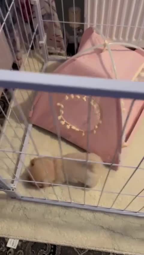 Maltipoo dogs for sale: Tea cup/ pocket puppy Maltipoo girl 🩷 - Video 1