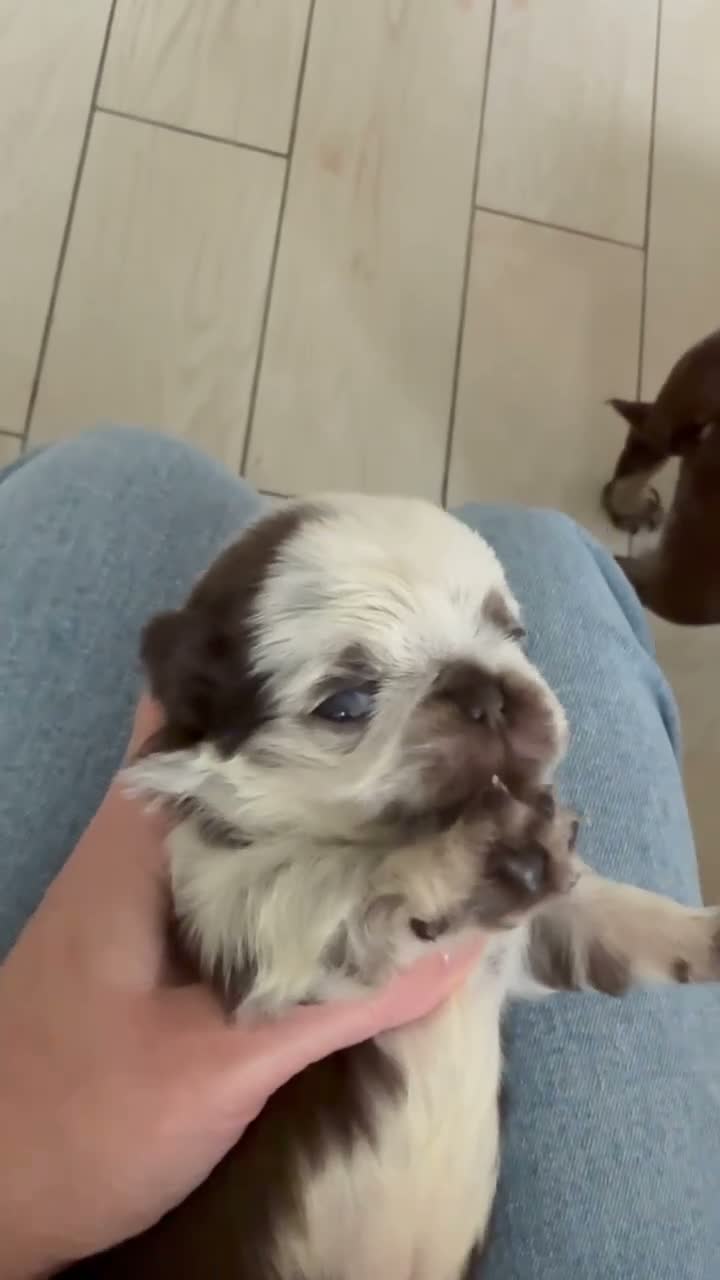 Pug dogs for sale: Kc lilac and choc pugs - 5 star licenced breeder - Video 3