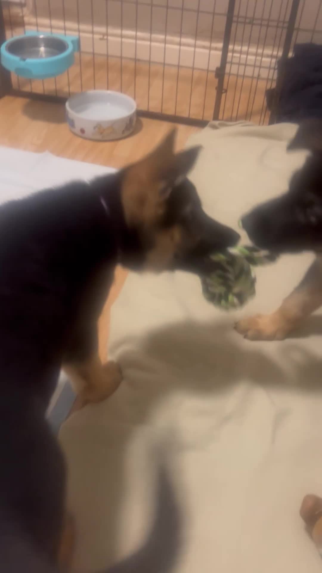 German Shepherd dogs for sale: German shepherd puppies  - Video 1