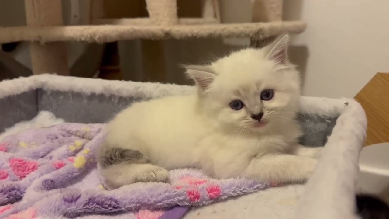Persian cats for sale: Persian-Ragdoll Kittens - Affectionate and Fluffy - Video 3