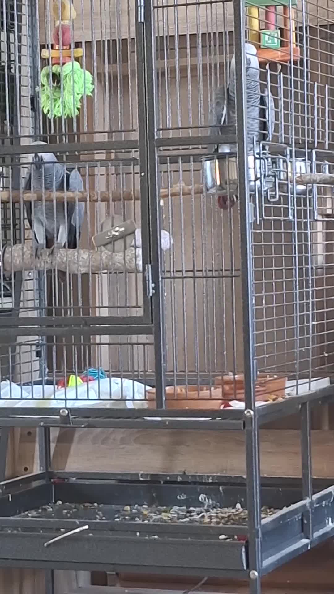 Parrots birds for sale: African Grey, hand reared. *only one left 25/8* - Video 2