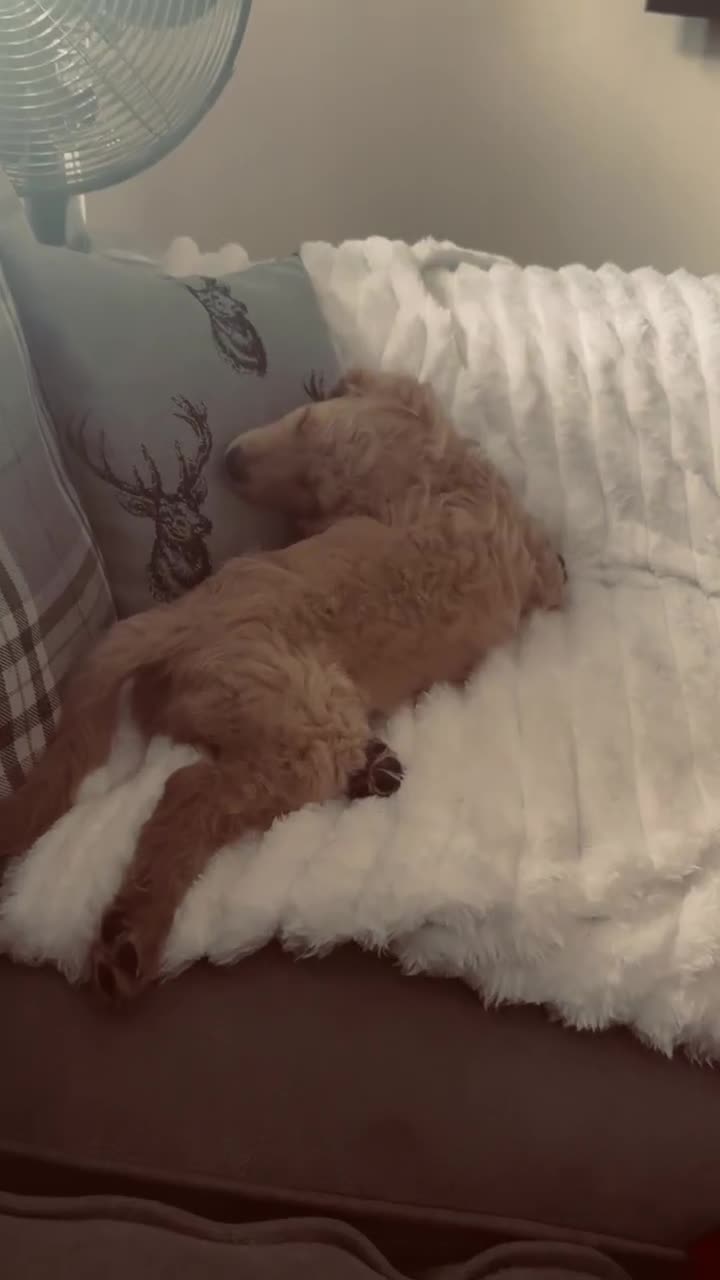 Cocker Spaniel dogs for sale: working line cocker spaniel  - Video 2