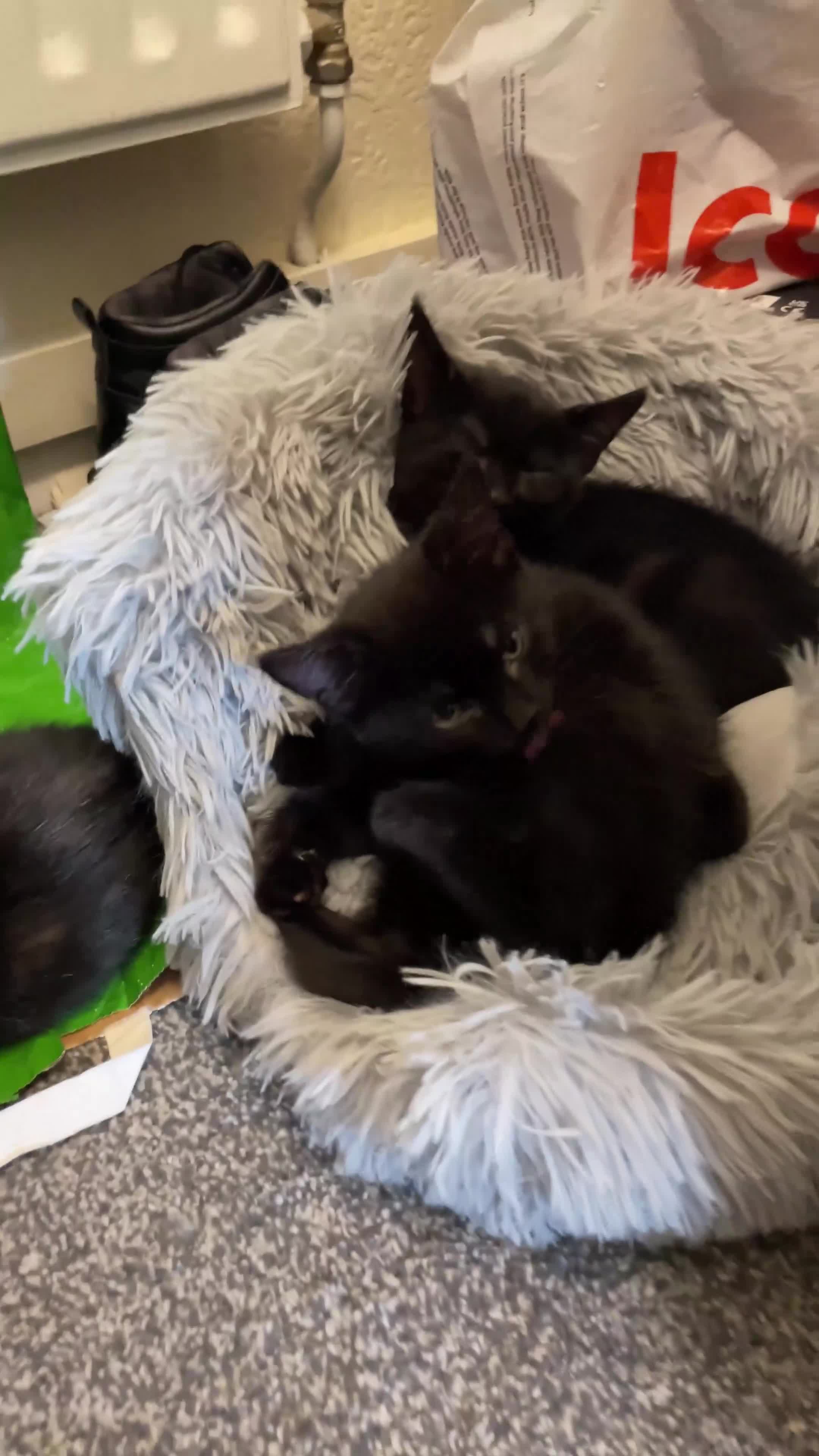 Mixed Breed cats for sale: 6 sweet kittens looking for a loving home! - Video 5