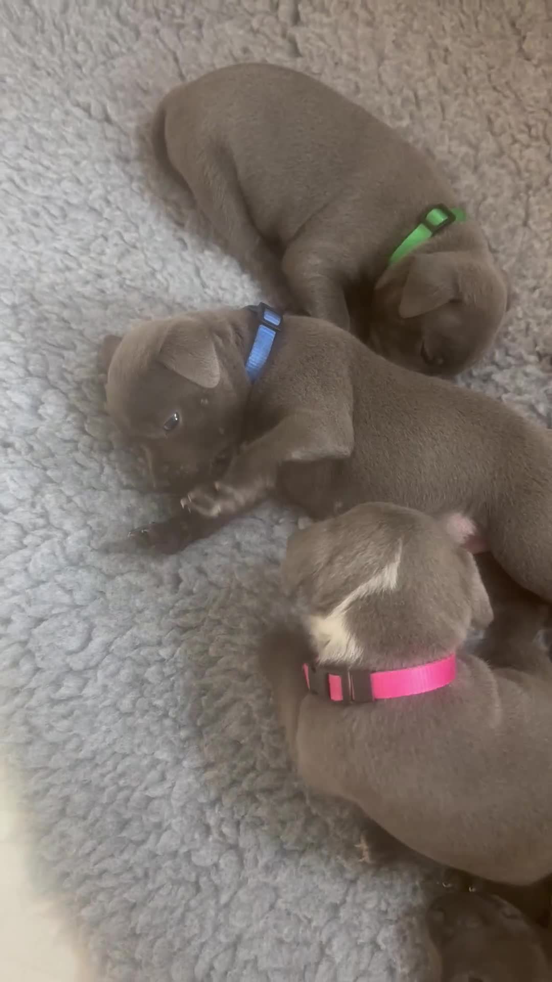 Staffordshire Bull Terrier dogs for sale: Blue Staffordshire Bull Terrier Puppies KC reg - Video 2