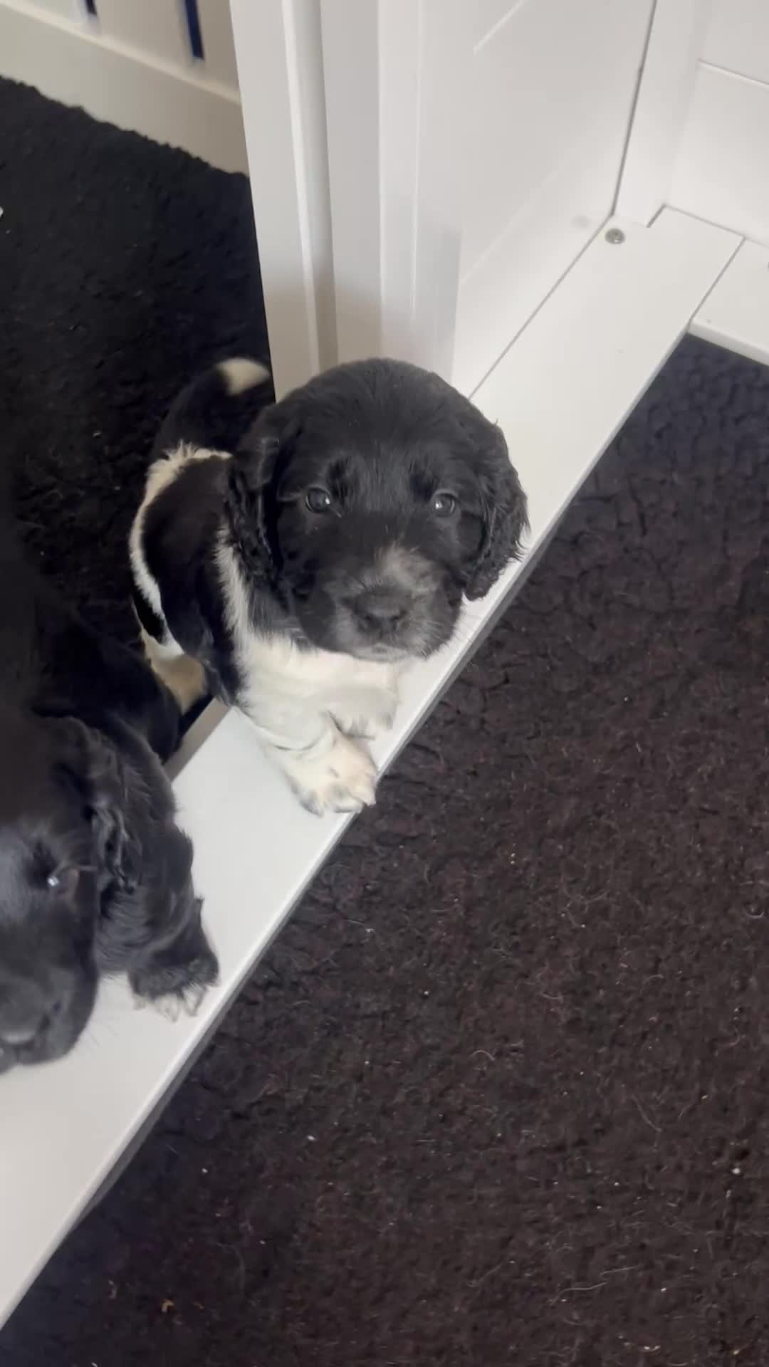 Sprocker dogs for sale: Sprocker Spaniel Puppies - Video 5