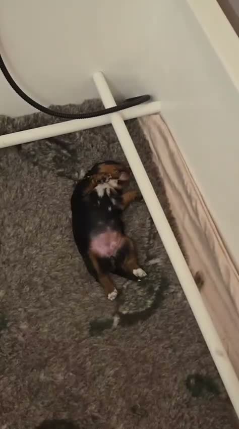 Cocker Spaniel dogs for sale: Working Cocker Spaniel Puppies, Black and Tan, Red - Video 5
