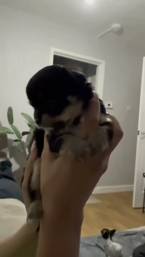 Chihuahua dogs for sale: Two XXX Small chihuahua puppies  - Video 3
