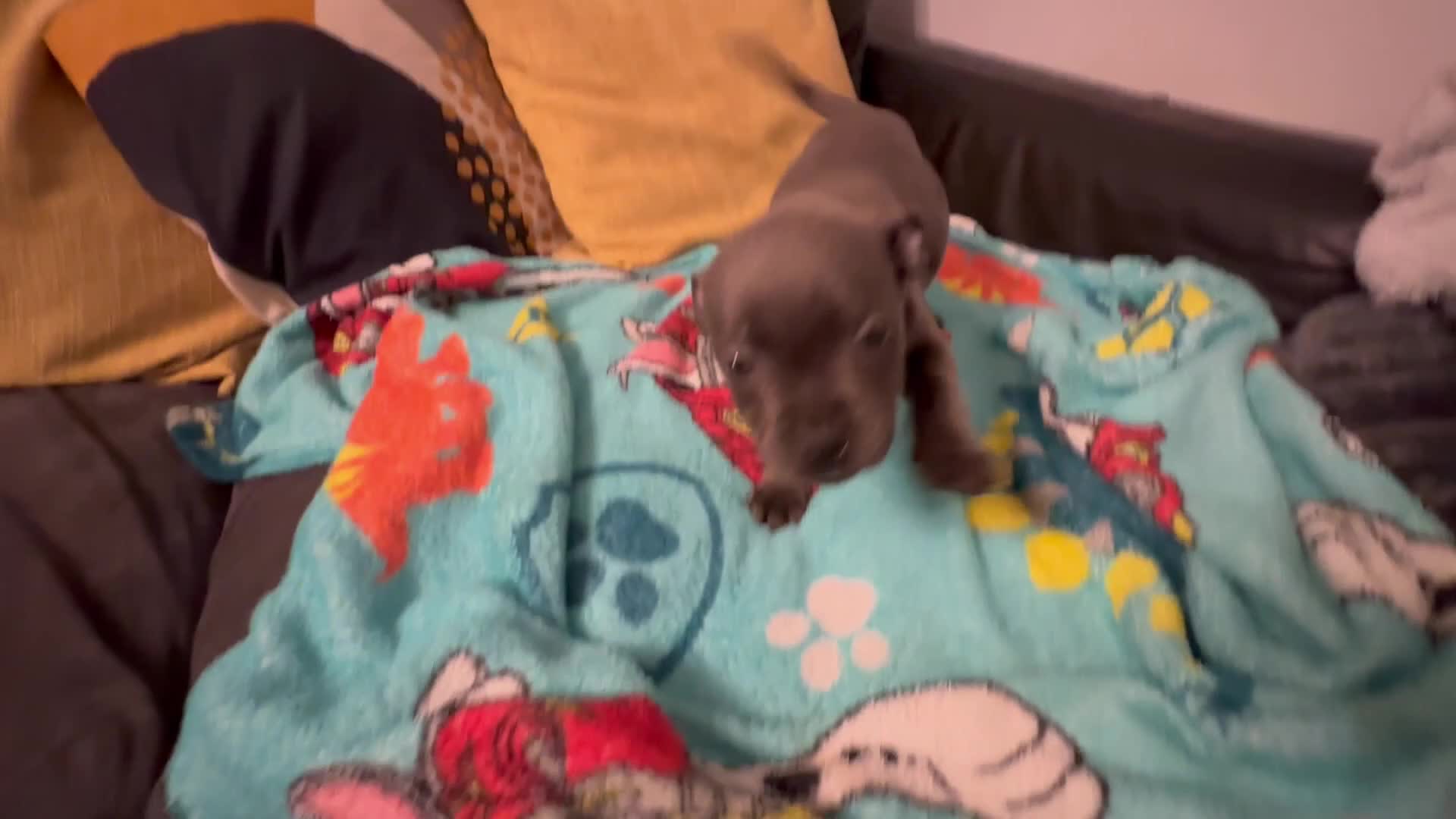 Staffordshire Bull Terrier dogs for sale: KC ⭐️Champion⭐️ bloodline Staffy Ready to leave - Video 1