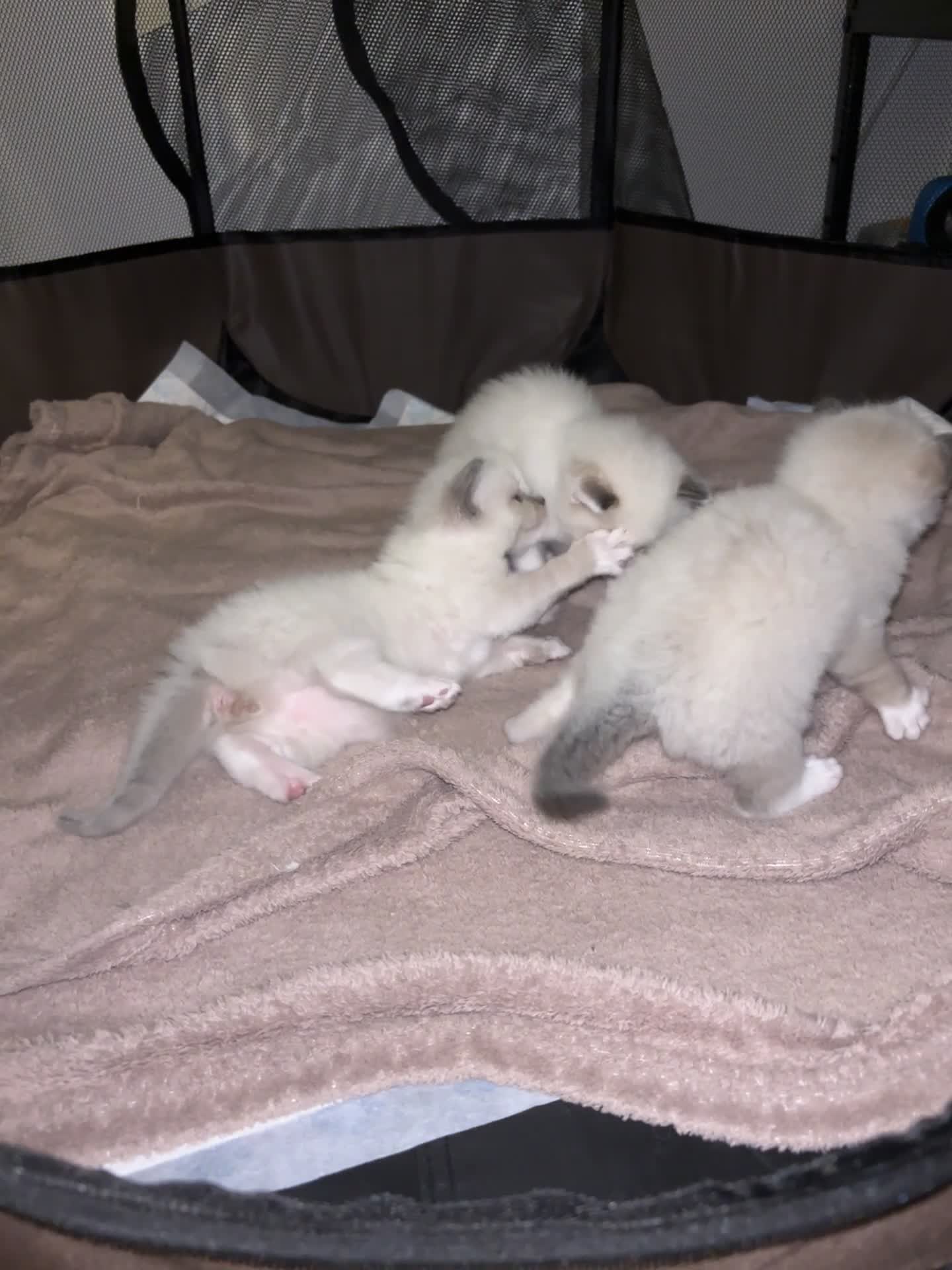 Ragdoll cats for sale: Beautiful Ragdoll Bi Colour Boy Kitten 🩵🐱 - Video 1