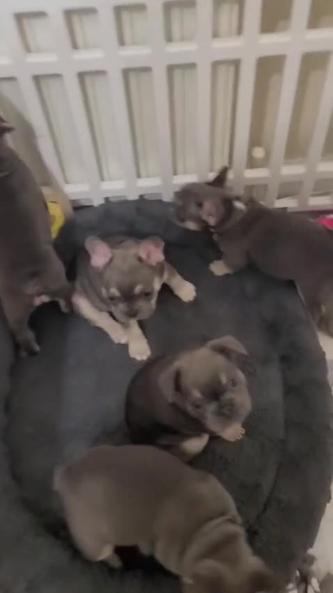 French Bulldog dogs for sale: DISCOUNT AVAILABLE FOR SERIOUSLY INTERESTED BUYERS - Video 2
