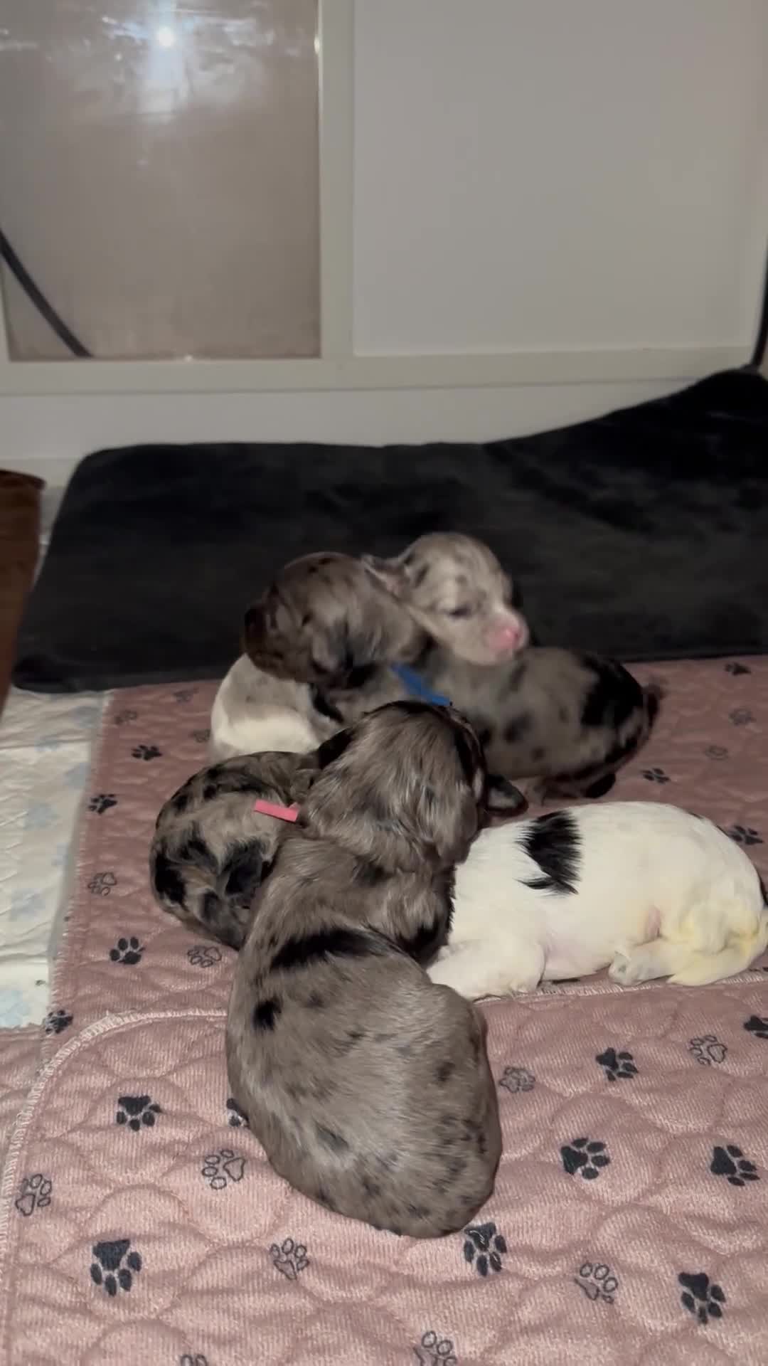 Cockapoo dogs for sale: Stunning cockapoos - Video 1