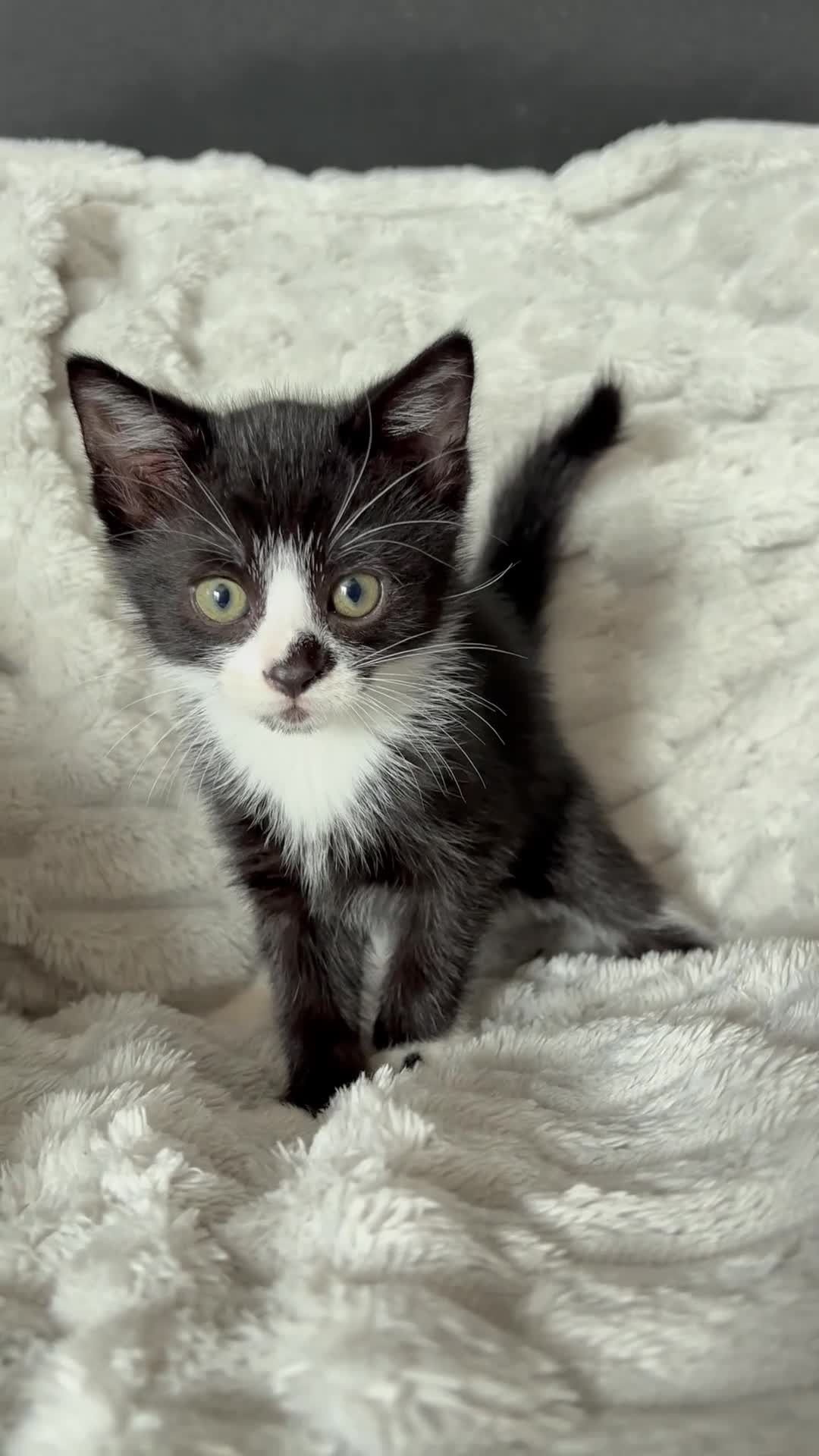 Mixed Breed cats for sale: Black and white 8 week old girl kitten  - Video 1