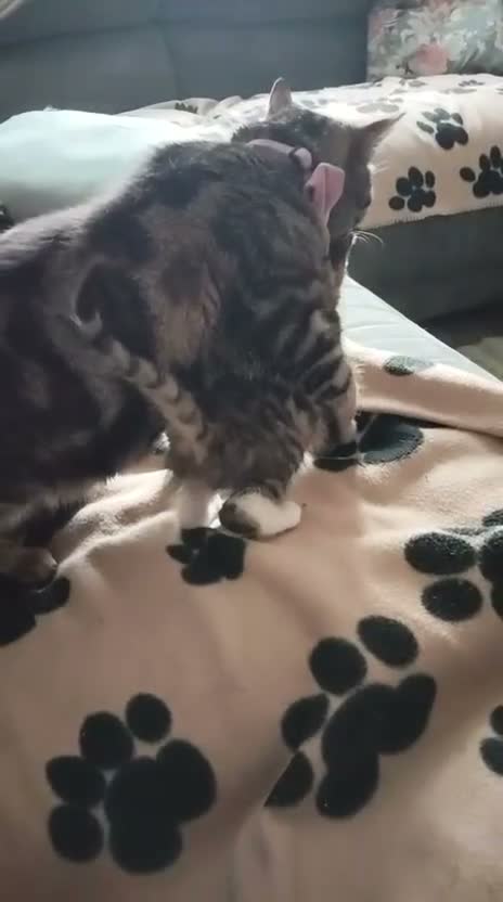 Mixed Breed cats for adoption: ❤️MARIO, LUIGI, PRINCESS PEACH & 💙DRIBBLE  - Video 3