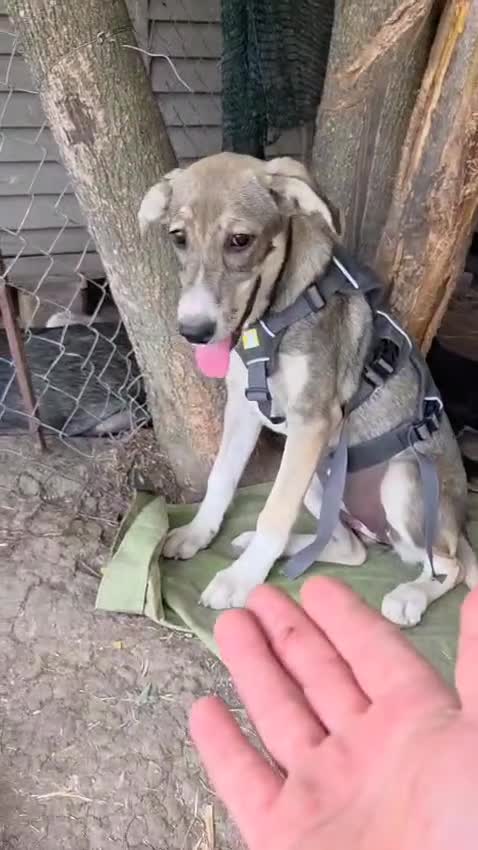 Mixed Breed dogs for adoption: ROXANA, a Beautiful young Girl - for a Loving Home - Video 1