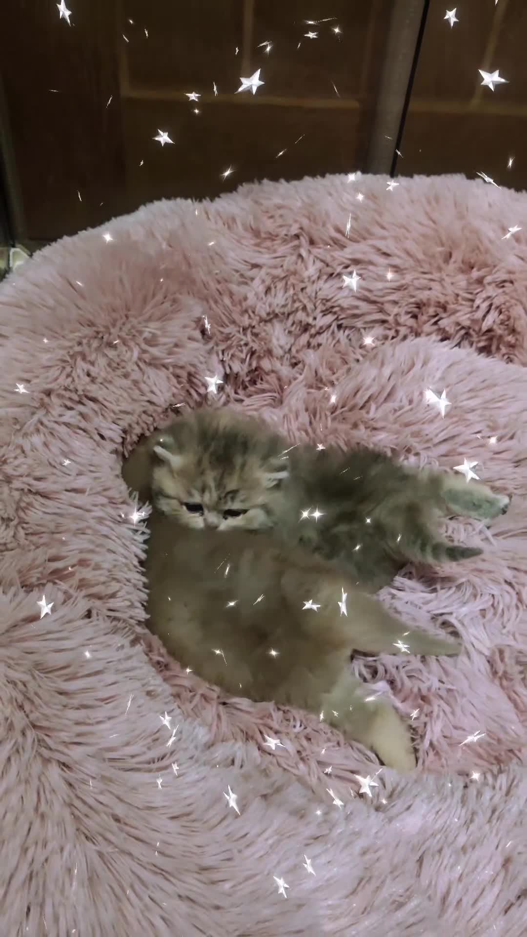 British Longhair cats for sale: Blue golden blue golden spot females - Video 1