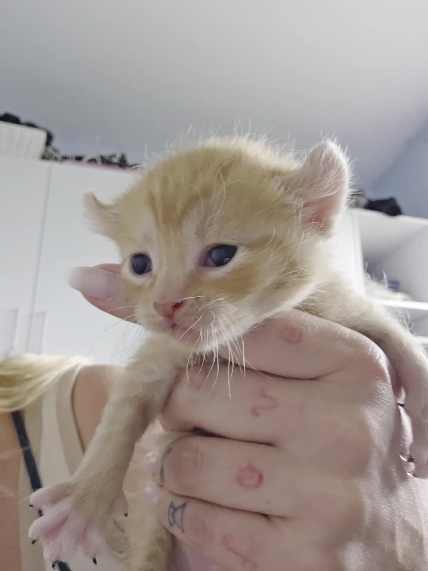 Sphynx cats for sale: Ginger Male Kitten Sphynx x Devon Rex Elf Mix in Hartlepool - Video 2