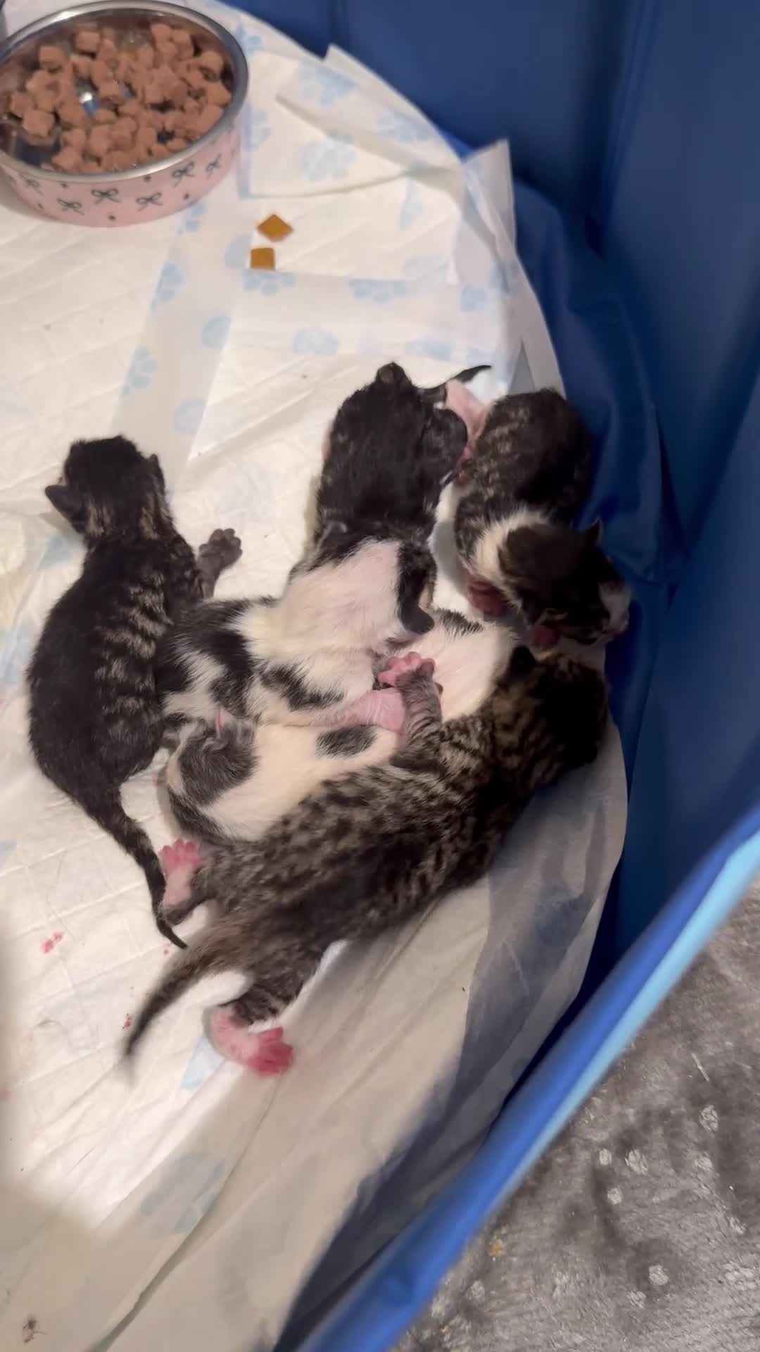 Mixed Breed cats for sale: Beautiful tabby cross bengal kittens - Video 1