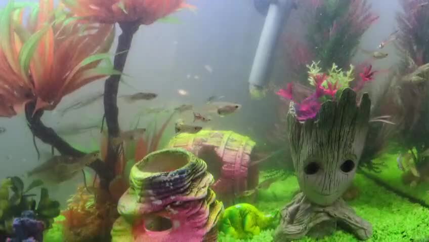 Other/Mixed Breed fish for sale: Fish tank and fish for sale - Video 1