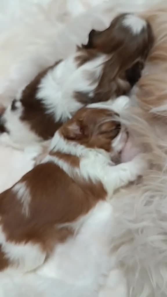 Shih Tzu dogs for sale: Adorable Shih Tzu Puppies Looking for Loving Homes - Video 3