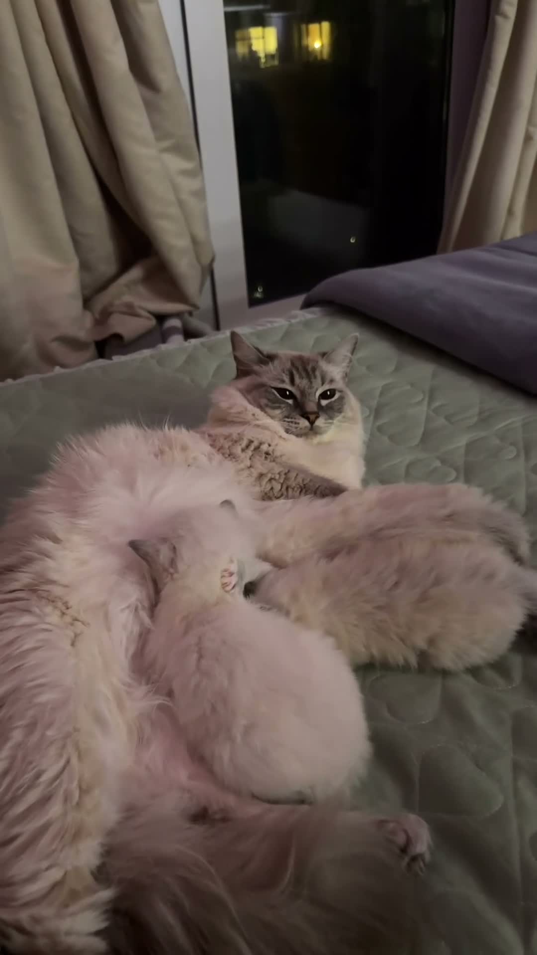 Ragdoll cats for sale: Last female pure ragdoll  - Video 4
