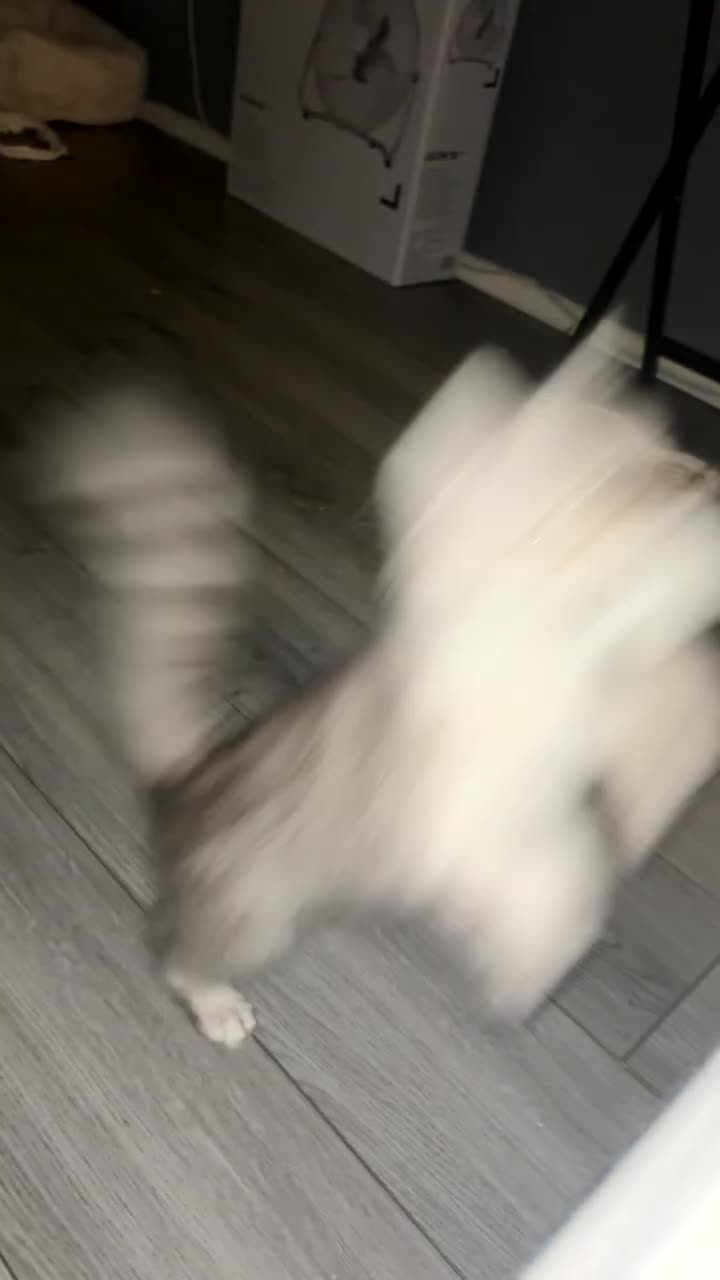 Ragdoll cats for sale: Ragdoll and Persian mixed kitty - Video 1