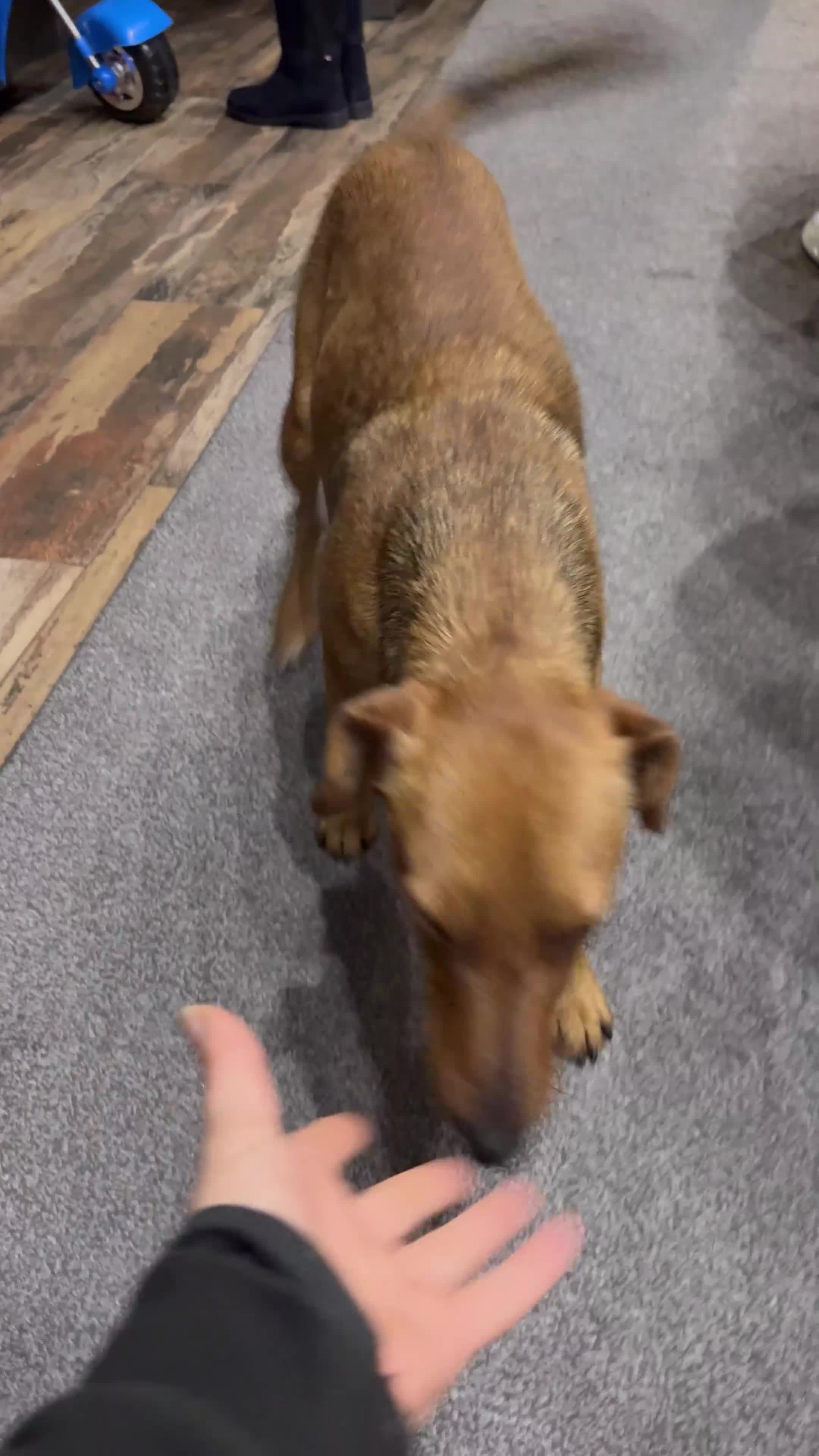 Fox Terrier dogs for adoption: Sweet Felix Needs LOVE - Video 1