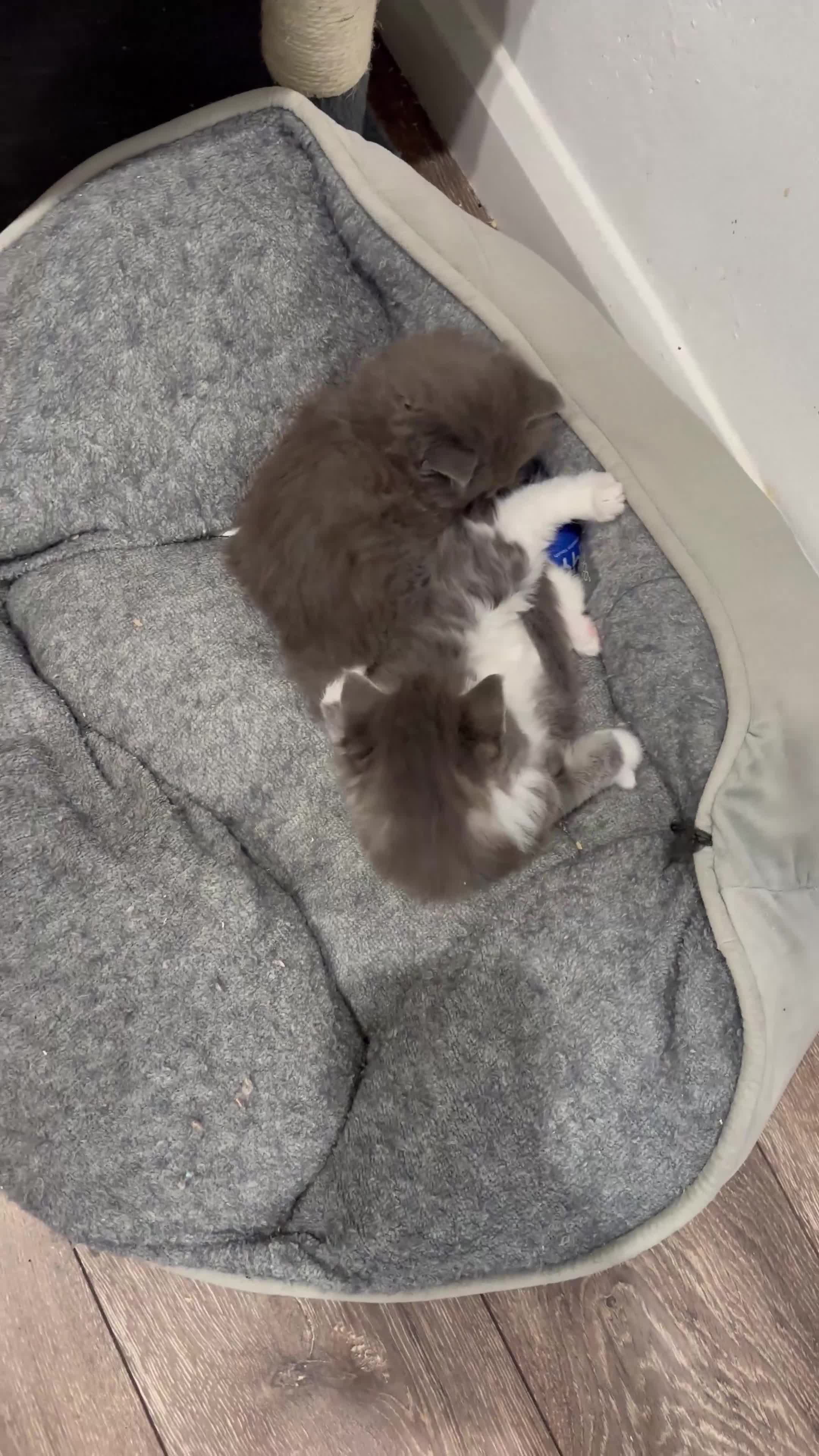 Norwegian Forest Cat cats for sale: 7 Exceptionally beautiful Norwegian Forest kittens - Video 3