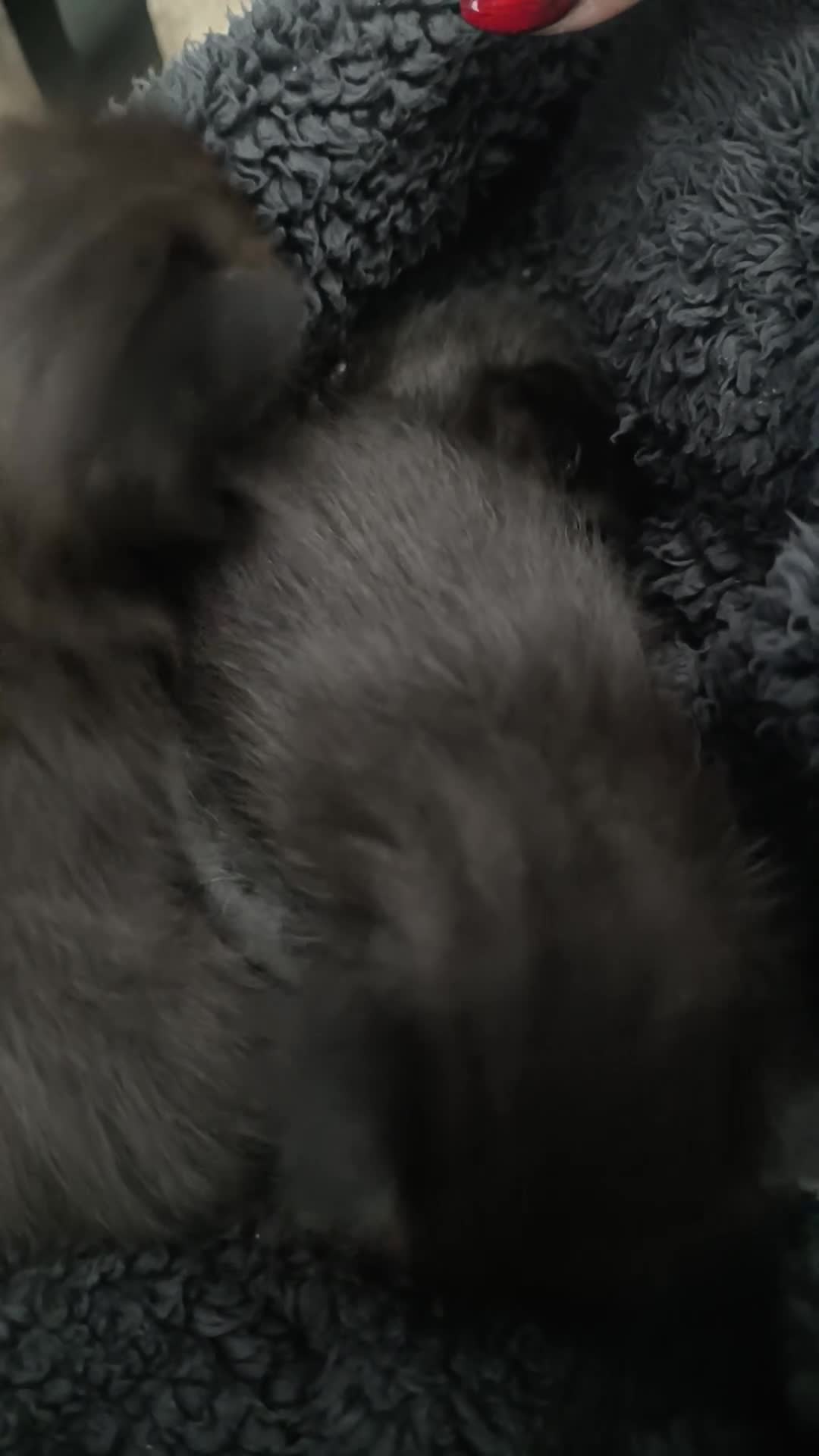 Mixed Breed cats for sale: Beautiful Ragdoll X Kittens - Video 4