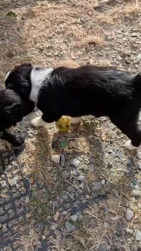 Border Collie dogs for sale: Boarder Collie - Video 1