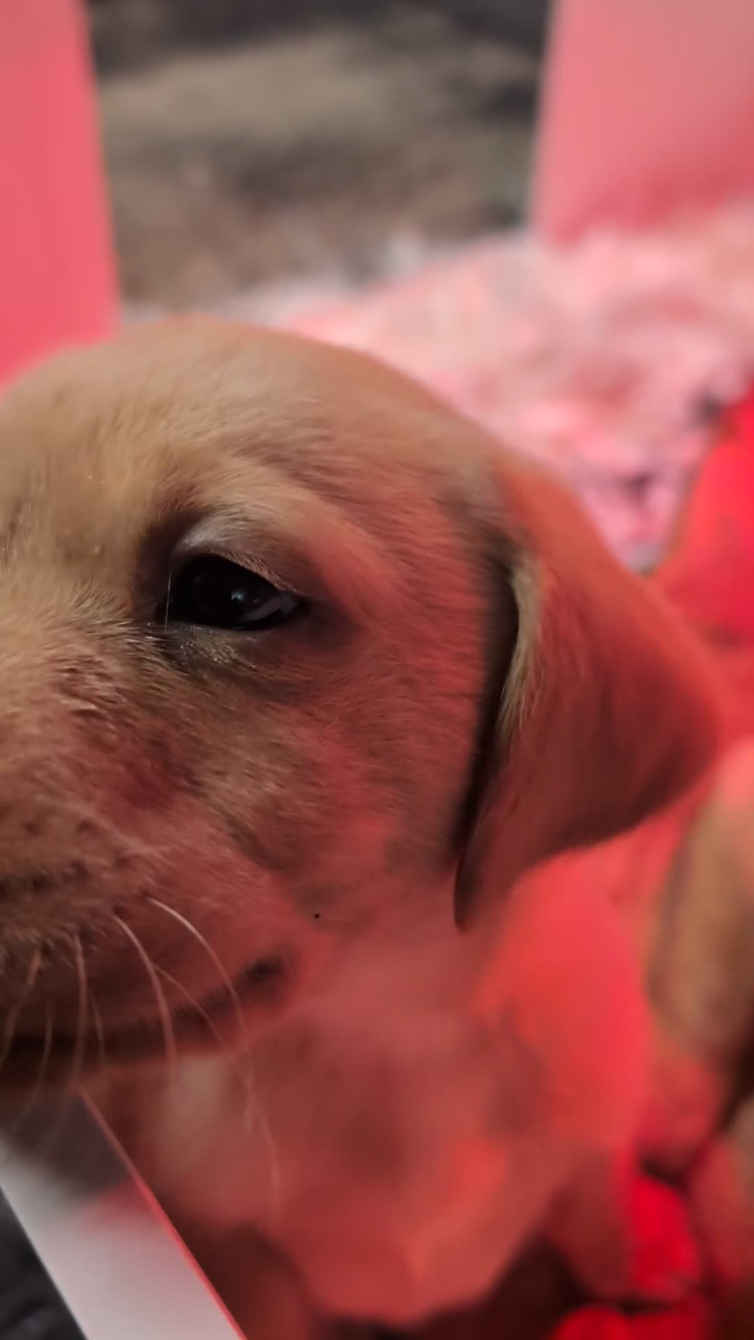 Labrador Retriever dogs for sale: Fab KC Fox Red Pups - 4* Higher Standard Breeder - Video 3