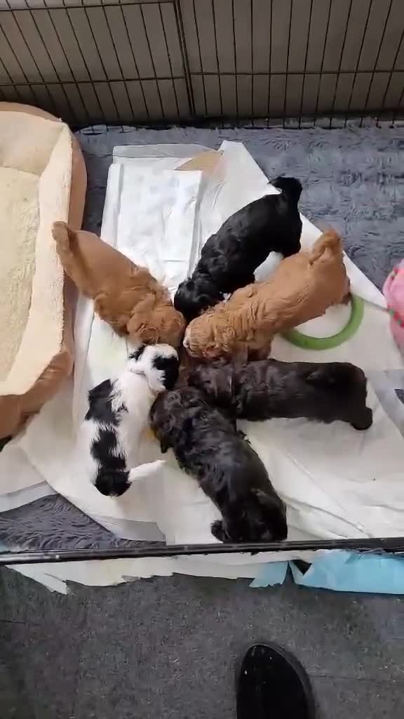 Lhasapoo dogs for sale: Gorgeous Lhasopoo puppies in Rochdale - Video 1