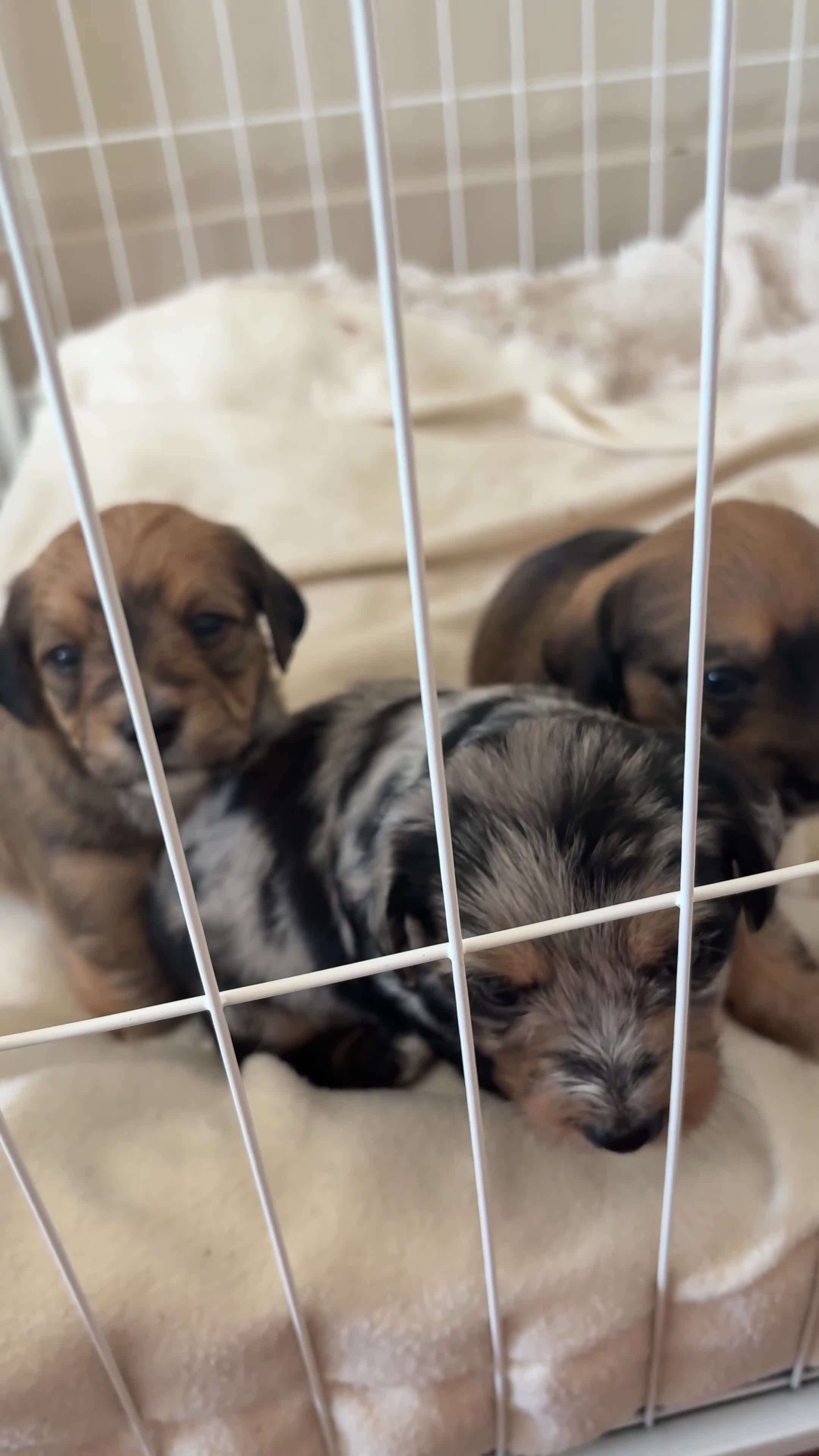 Mixed Breed dogs for sale: Doxie chon puppies 1 girl 2 boys  - Video 1
