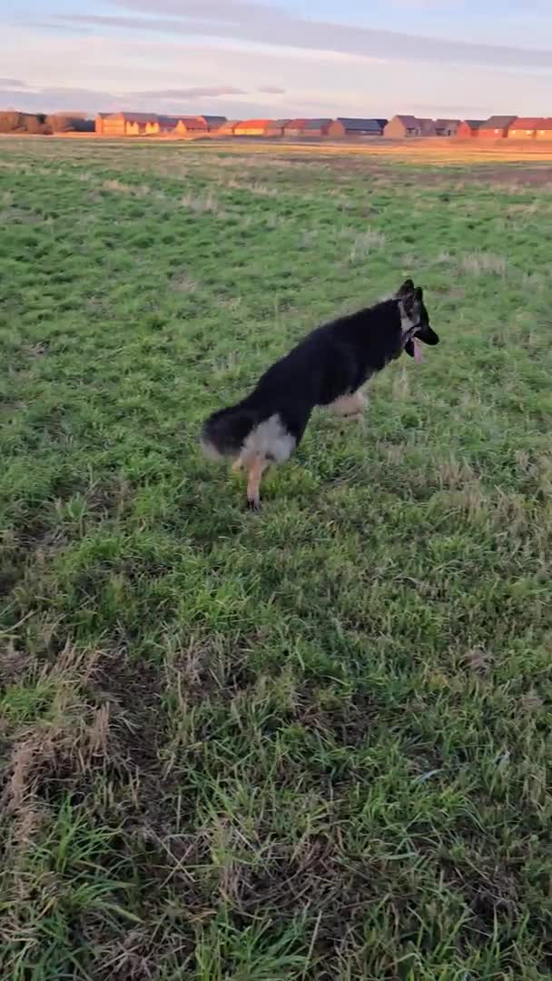 German Shepherd dogs for stud: Chunky GSD male for stud  in Redcar - Video 1