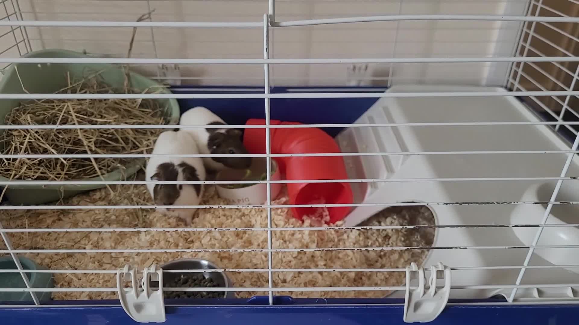 Guinea Pig rodents for sale: 2 female Guinea pigs  - Video 1