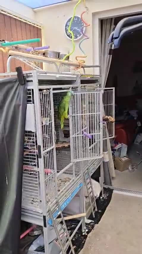 Parrots birds for sale: Stunning Blue Fronted Amazon (Cage included)  - Video 1