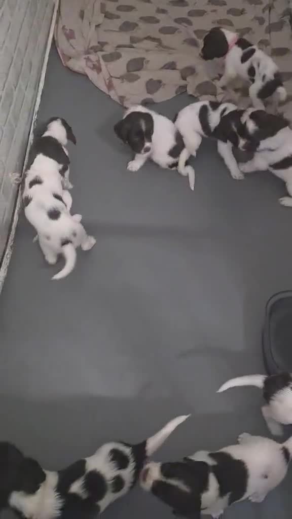 English Springer Spaniel dogs for sale: English Springer Spaniel Puppies  - Video 3
