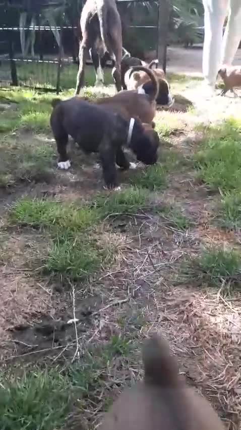 Boxer dogs for sale: Beautiful boxer pups for sale - Video 1