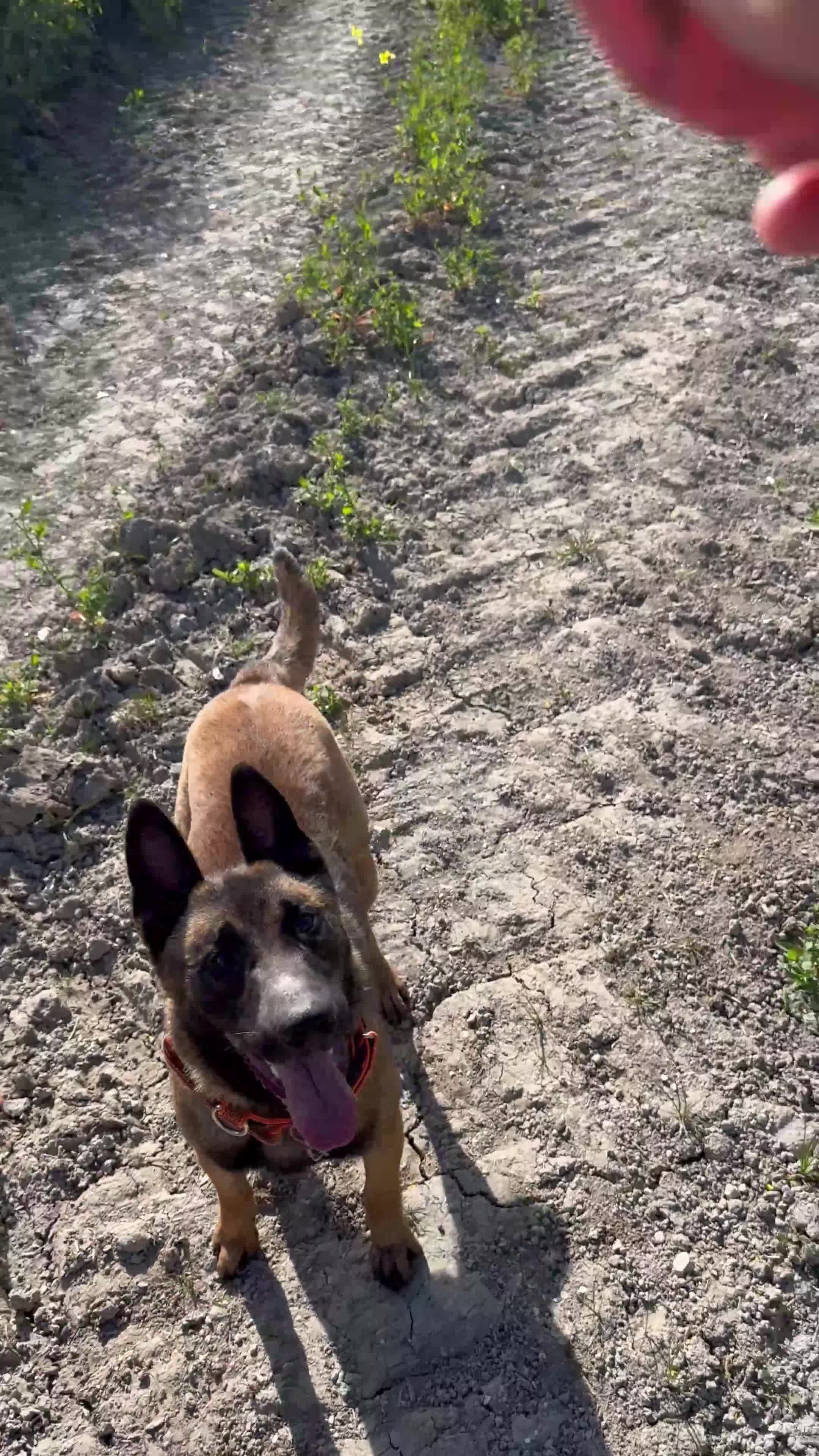 Belgian Shepherd Dog dogs for sale: 9 month old male Belgian Shepard Malinois  - Video 2