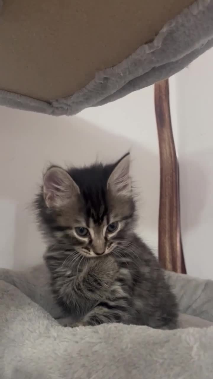 Mixed Breed cats for sale: Ready Now 2male and 1female Left - Video 1