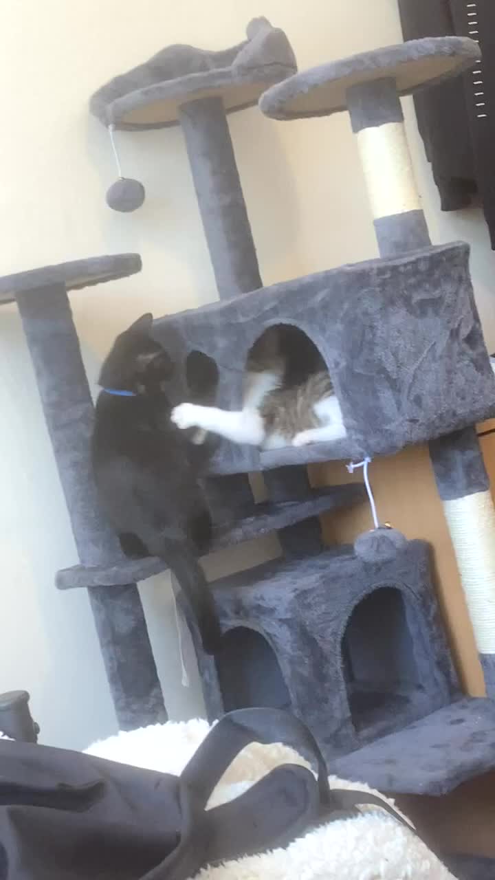 British Shorthair cats for sale: 2 kittens aged 4 and 5 months old in Nottingham - Video 2