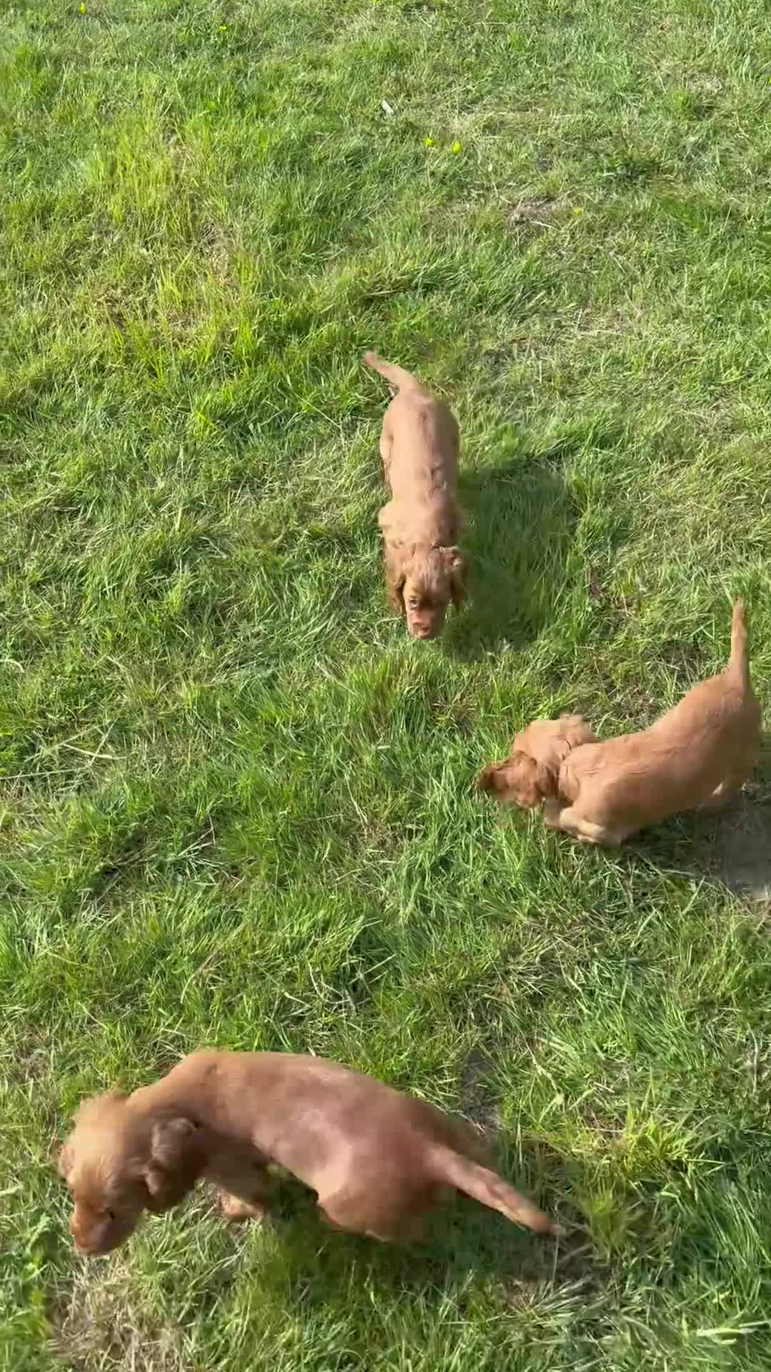Cocker Spaniel dogs for sale: FTCH CHAMPION WORKING COCKERS  in Nottingham - Video 1