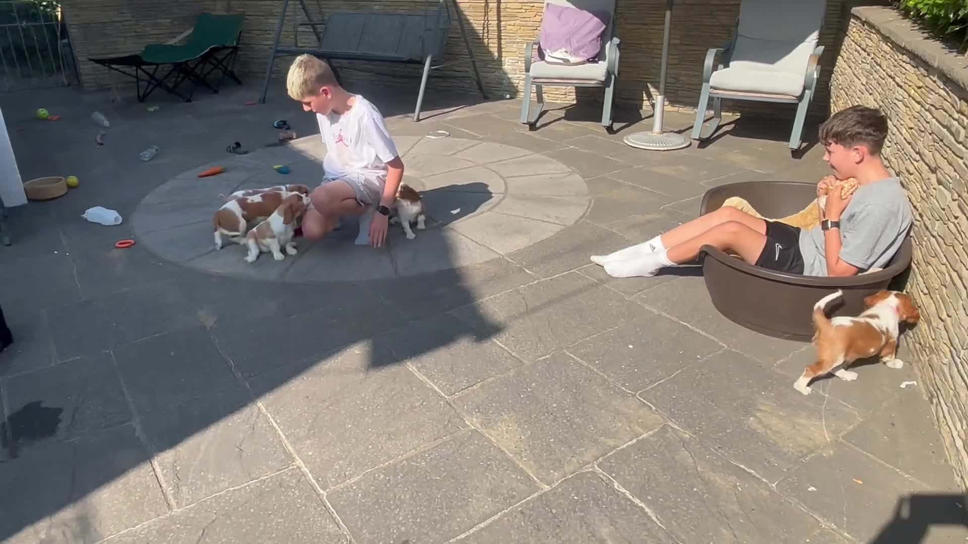 Cavalier King Charles Spaniel dogs for sale: Cavalier King Charles Spaniel Puppies  - Video 2
