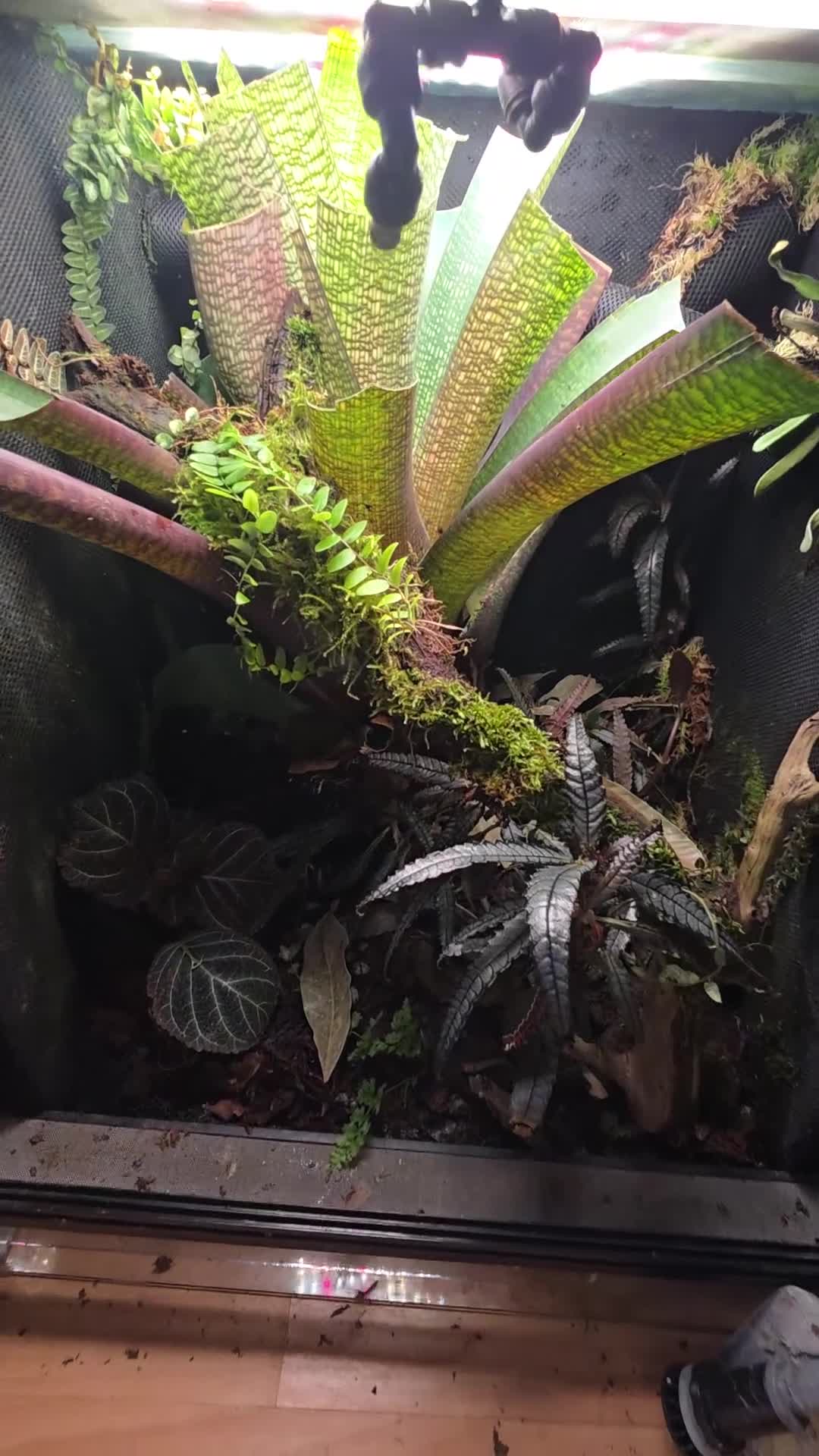 Frog reptiles for sale: Established Bromeliad Dart Frog Vivarium 50x50x60 - Video 1