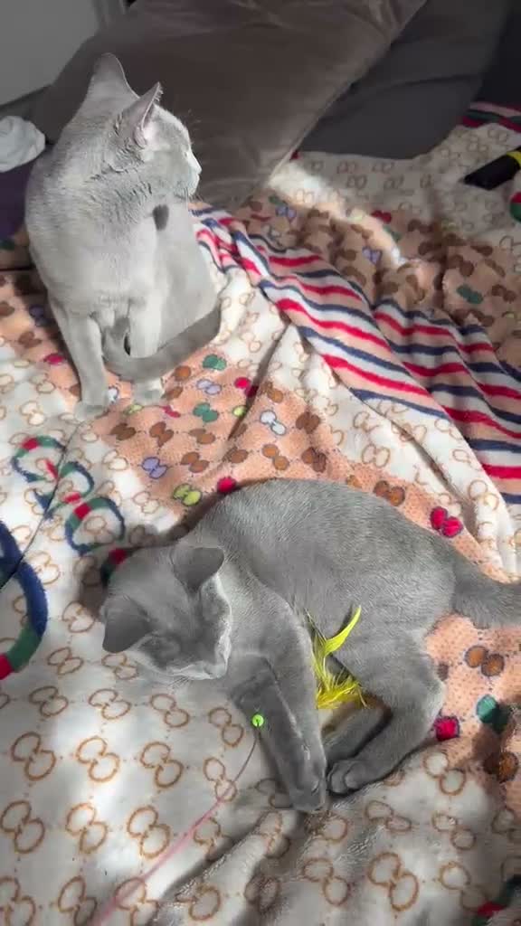Russian Blue cats for sale: Lats one! Beautiful Russian Blue female kitten  - Video 2