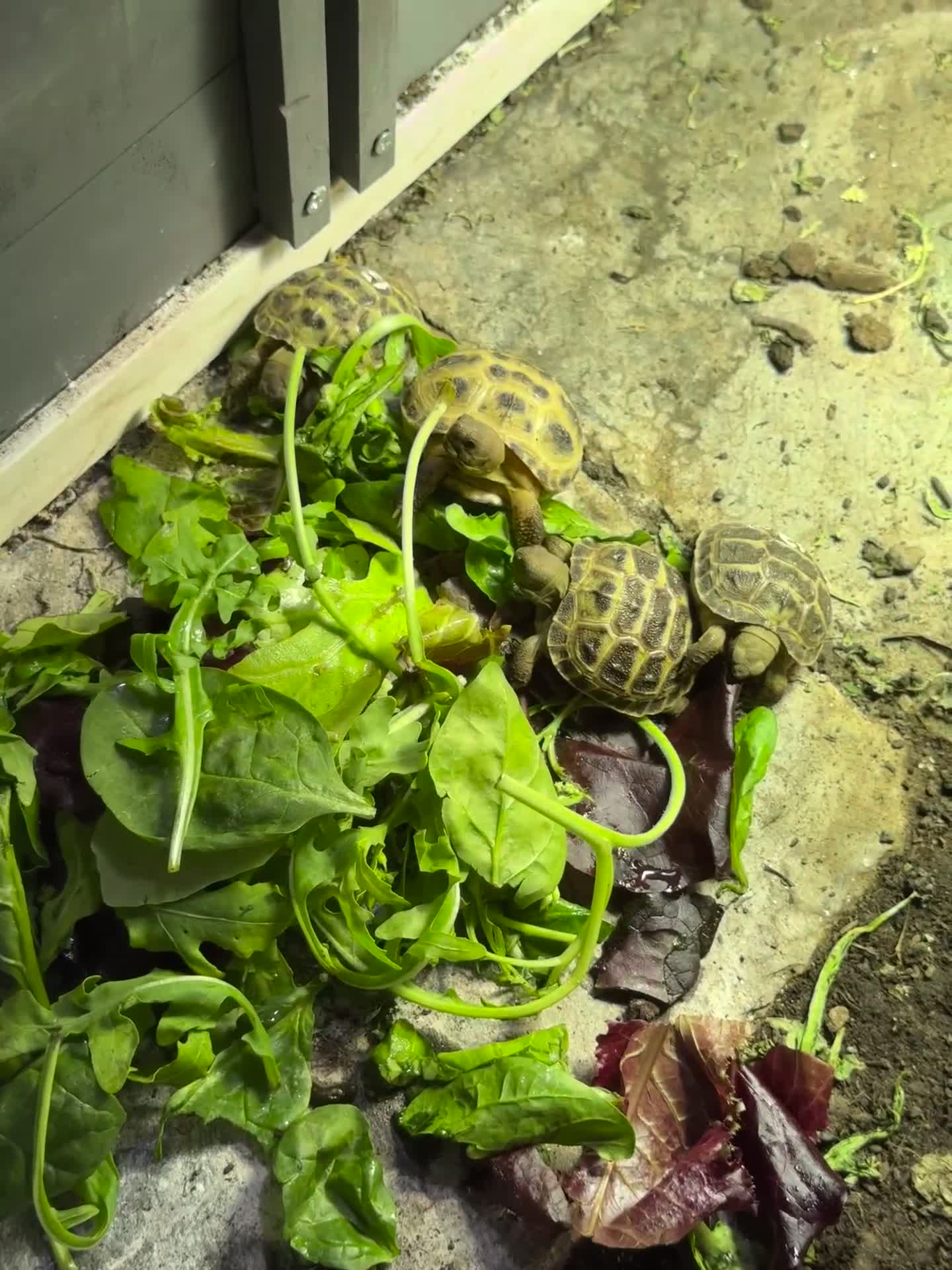Tortoise reptiles for sale: Tortoise  - Video 1