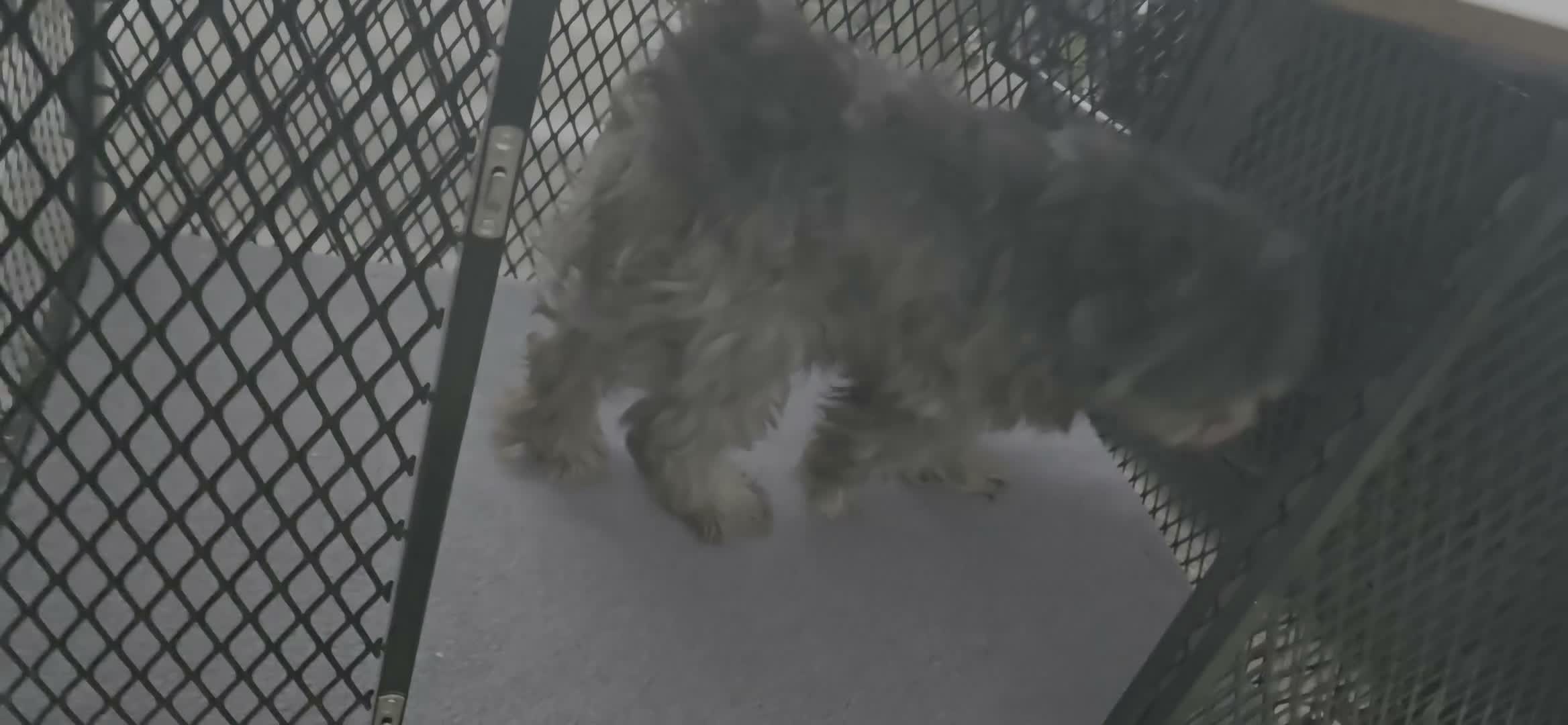 Shih Tzu dogs for sale: Diesel  in Nottingham - Video 1