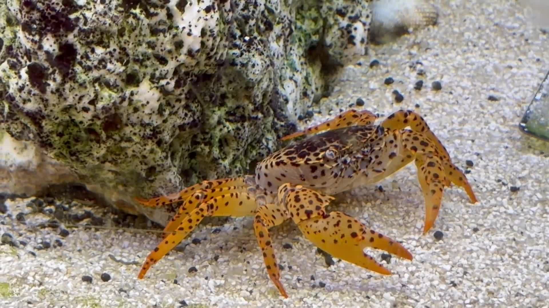 Cichlids fish for sale: Assorted Cichlids, catfish + Crab - Video 1