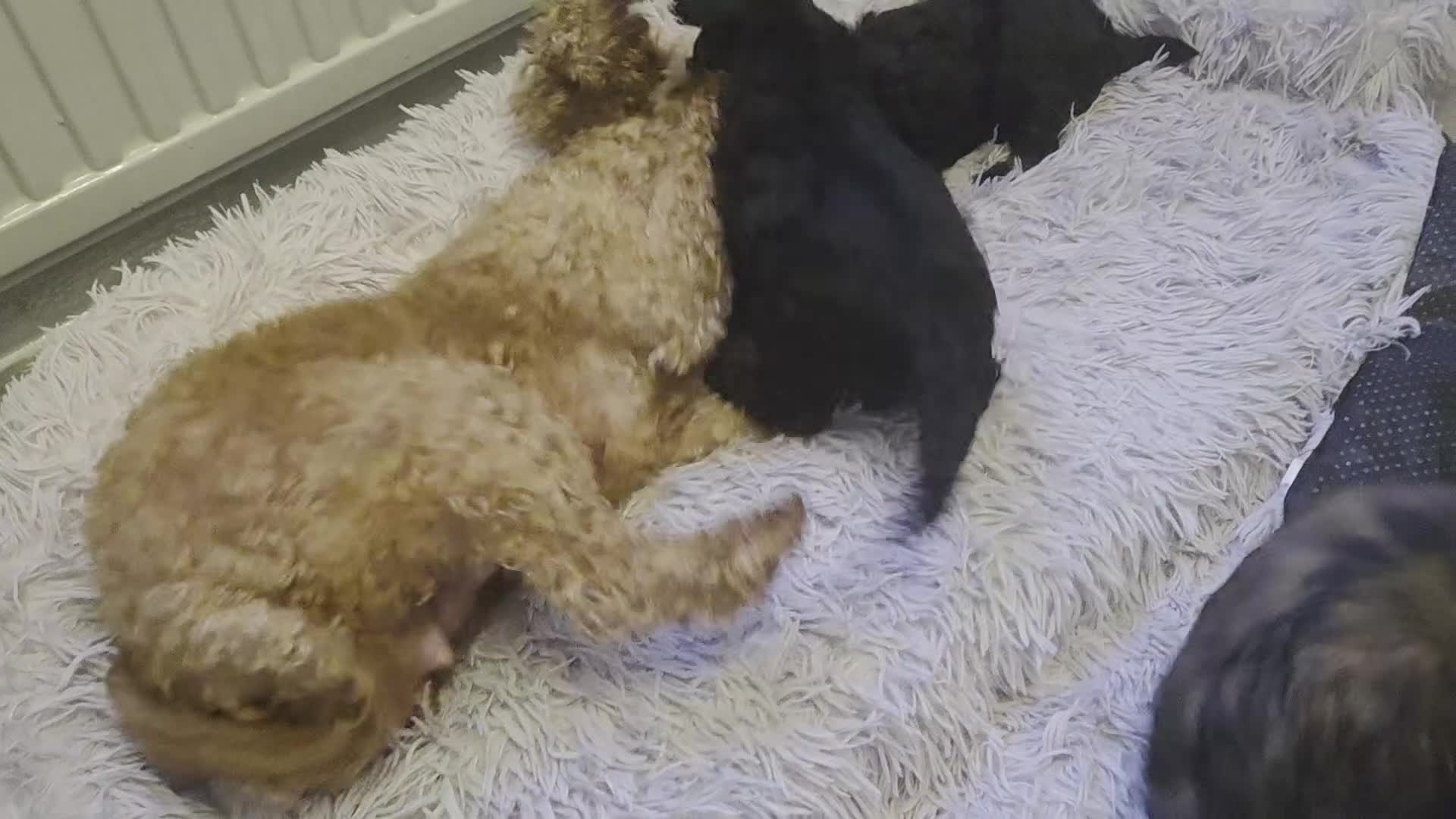 Cavapoo dogs for sale: Beautiful phantom F1B cavapoos - Video 1